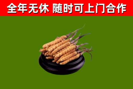 思茅市回收散虫草
