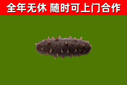 思茅市回收海参干